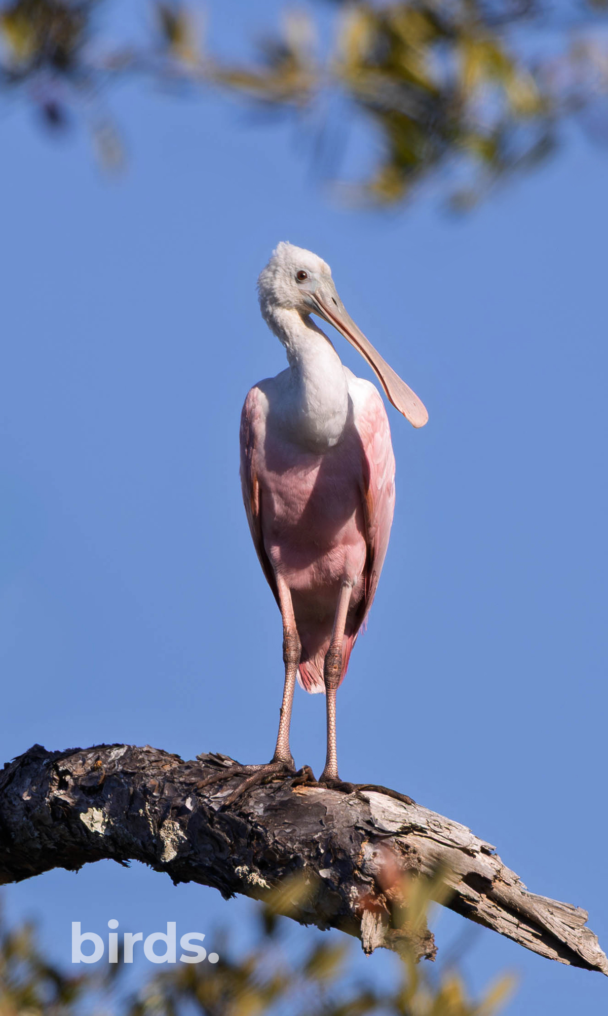 Roseate Spoonbill