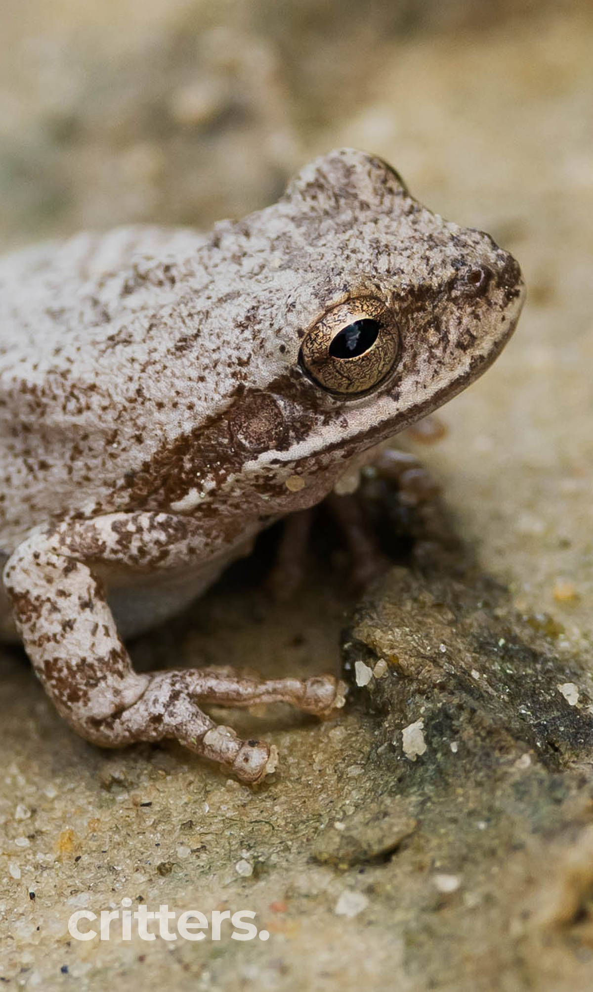 Hyla Tree Frog