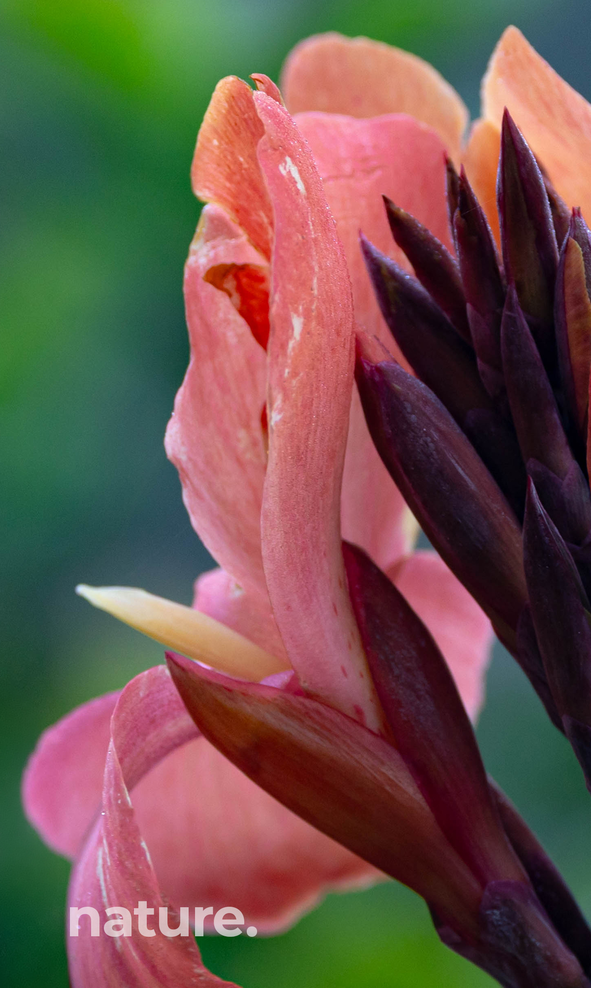 Canna Lilly