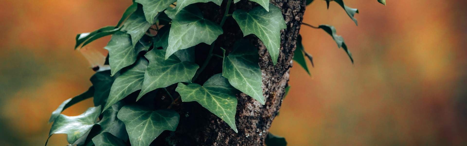 Common Ivy